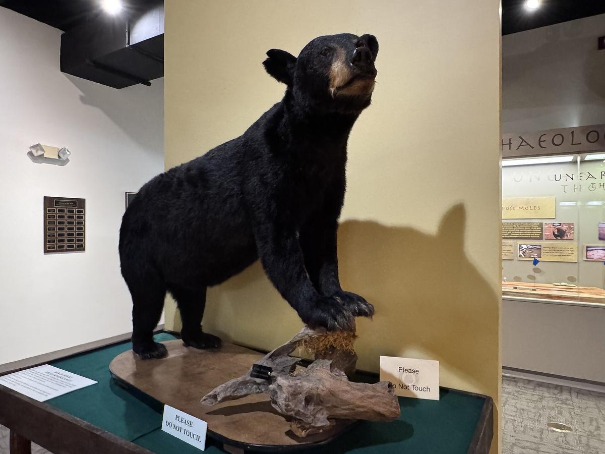 black bear Great Smoky Mountains