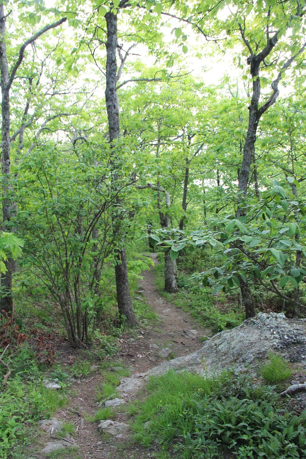 Springer Mountain Appalachian Trail Georgia